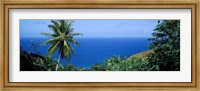 Palm trees on the coast, Tobago, Trinidad And Tobago Fine Art Print
