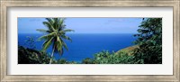 Palm trees on the coast, Tobago, Trinidad And Tobago Fine Art Print