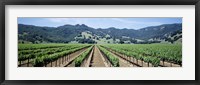 Rows of vine in a vineyard, Hopland, California Fine Art Print