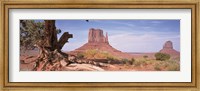 Close-Up Of A Gnarled Tree With West And East Mitten, Monument Valley, Arizona, USA, Fine Art Print