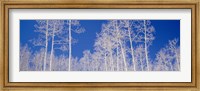 Low angle view of aspen trees in a forest, Utah, USA Fine Art Print