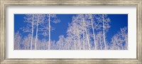 Low angle view of aspen trees in a forest, Utah, USA Fine Art Print