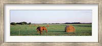 Horses And Hay, Marion County, Illinois, USA Fine Art Print