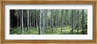 White Birches Aulanko National Park Finland Fine Art Print