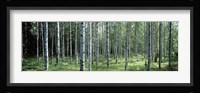 White Birches Aulanko National Park Finland Fine Art Print