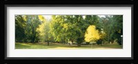 Trees in a park, Wiesbaden, Rhine River, Germany Fine Art Print
