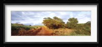 Dirt road passing through a agricultural field, Kauai, Hawaii, USA Fine Art Print