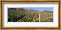 Saguaro National Park, Arizona Fine Art Print