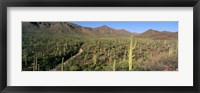 Saguaro National Park, Arizona Fine Art Print