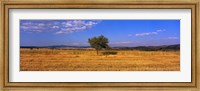 Wheat Field Central Anatolia Turkey Fine Art Print