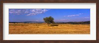 Wheat Field Central Anatolia Turkey Fine Art Print