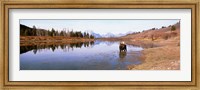 Bull Moose Grand Teton National Park WY USA Fine Art Print