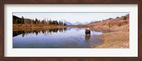 Bull Moose Grand Teton National Park WY USA Fine Art Print