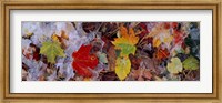 Frost on leaves, Vermont, USA Fine Art Print