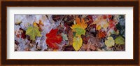 Frost on leaves, Vermont, USA Fine Art Print