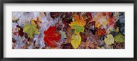 Frost on leaves, Vermont, USA Fine Art Print