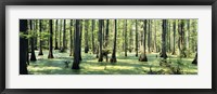 Cypress trees in a forest, Shawnee National Forest, Illinois, USA Fine Art Print