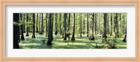 Cypress trees in a forest, Shawnee National Forest, Illinois, USA Fine Art Print