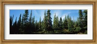 Banff Pine Trees, Alberta, Canada Fine Art Print