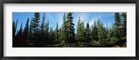 Banff Pine Trees, Alberta, Canada Fine Art Print