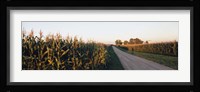 Dirt road passing through fields, Illinois, USA Fine Art Print