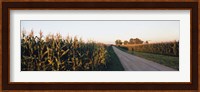 Dirt road passing through fields, Illinois, USA Fine Art Print
