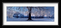 Winter Trees Perkshire Scotland Fine Art Print