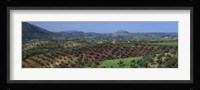 Olive Groves Andalucia Spain Fine Art Print