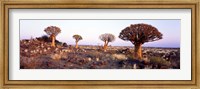 Quiver Trees Namibia Africa Fine Art Print