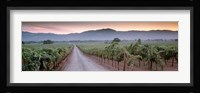 Road in a vineyard, Napa Valley, California, USA Fine Art Print