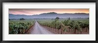 Road in a vineyard, Napa Valley, California, USA Framed Print