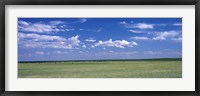 Herd of Bison on prairie Cheyenne WY USA Fine Art Print