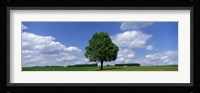 Single Tree, Germany Fine Art Print