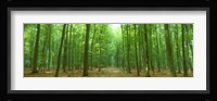 Pathway Through Forest, Mastatten, Germany Fine Art Print