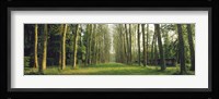 Trees Versailles France Fine Art Print