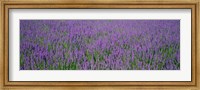 Field Of Lavender, Hokkaido, Japan Fine Art Print