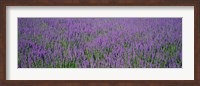 Field Of Lavender, Hokkaido, Japan Fine Art Print