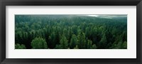 Finland, Aulanko, Scandinavian Forest Fine Art Print