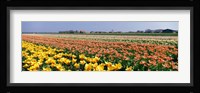 Field Of Flowers, Egmond, Netherlands Fine Art Print