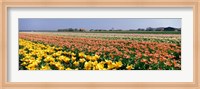 Field Of Flowers, Egmond, Netherlands Fine Art Print