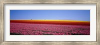 Field Of Flowers, Near Encinitas, California, USA Fine Art Print