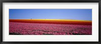 Field Of Flowers, Near Encinitas, California, USA Fine Art Print
