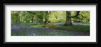 Bluebells in a forest, Thorp Perrow Arboretum, North Yorkshire, England Fine Art Print