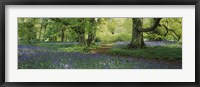 Bluebells in a forest, Thorp Perrow Arboretum, North Yorkshire, England Fine Art Print