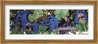 USA, California, Napa Valley, grapes Fine Art Print