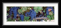USA, California, Napa Valley, grapes Fine Art Print
