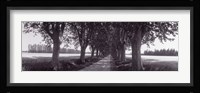 Road Through Trees, Provence, France Fine Art Print