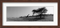 Giraffe On The Plains, Kenya, Africa Fine Art Print