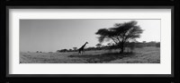 Giraffe On The Plains, Kenya, Africa Fine Art Print