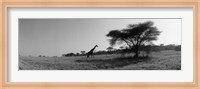 Giraffe On The Plains, Kenya, Africa Fine Art Print